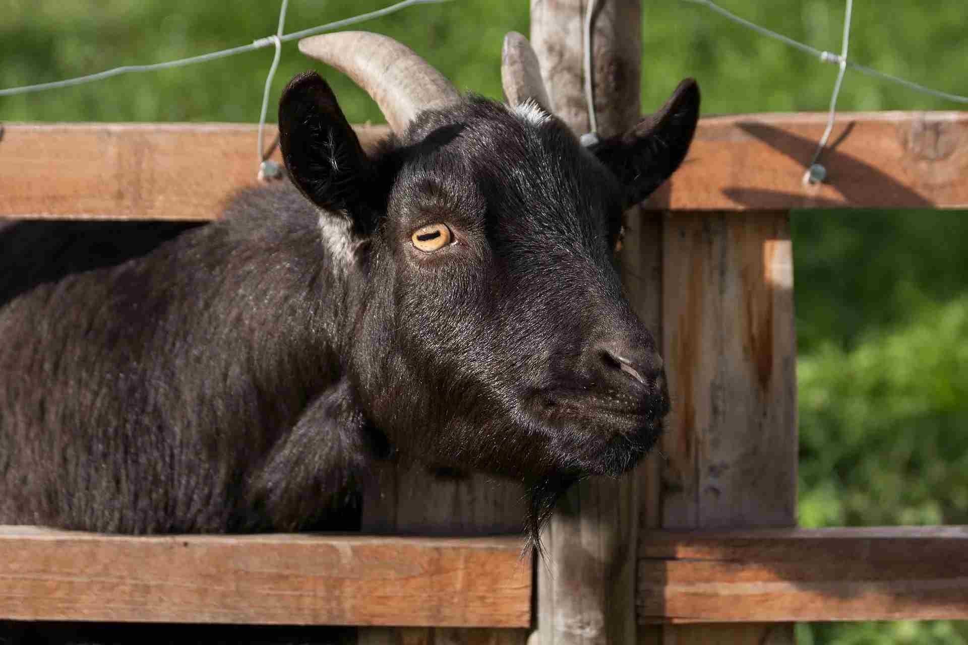 Goat Eyes Explained: Here's Why They Have Rectangular Pupils | Kidadl