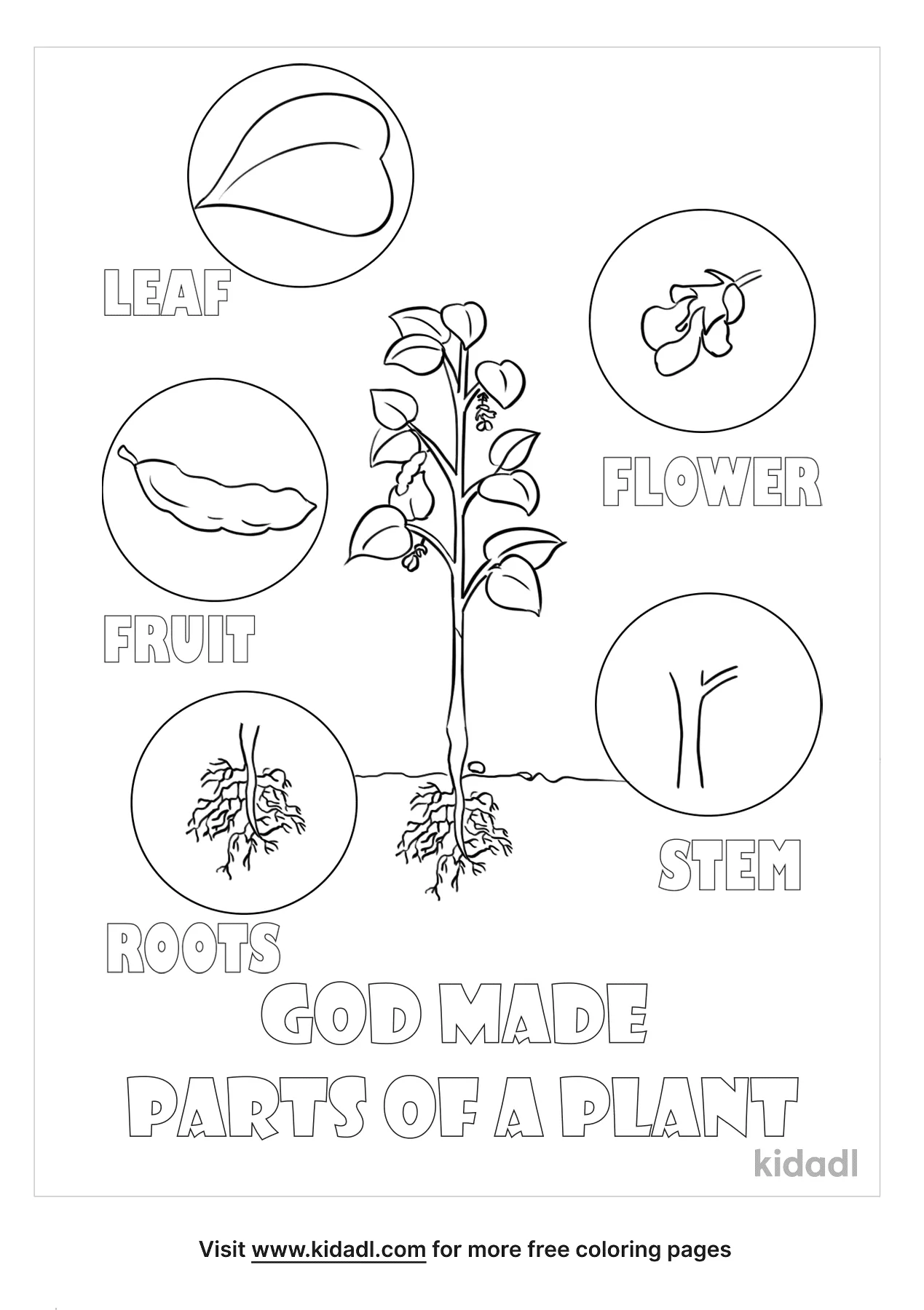 parts of the plants coloring pages