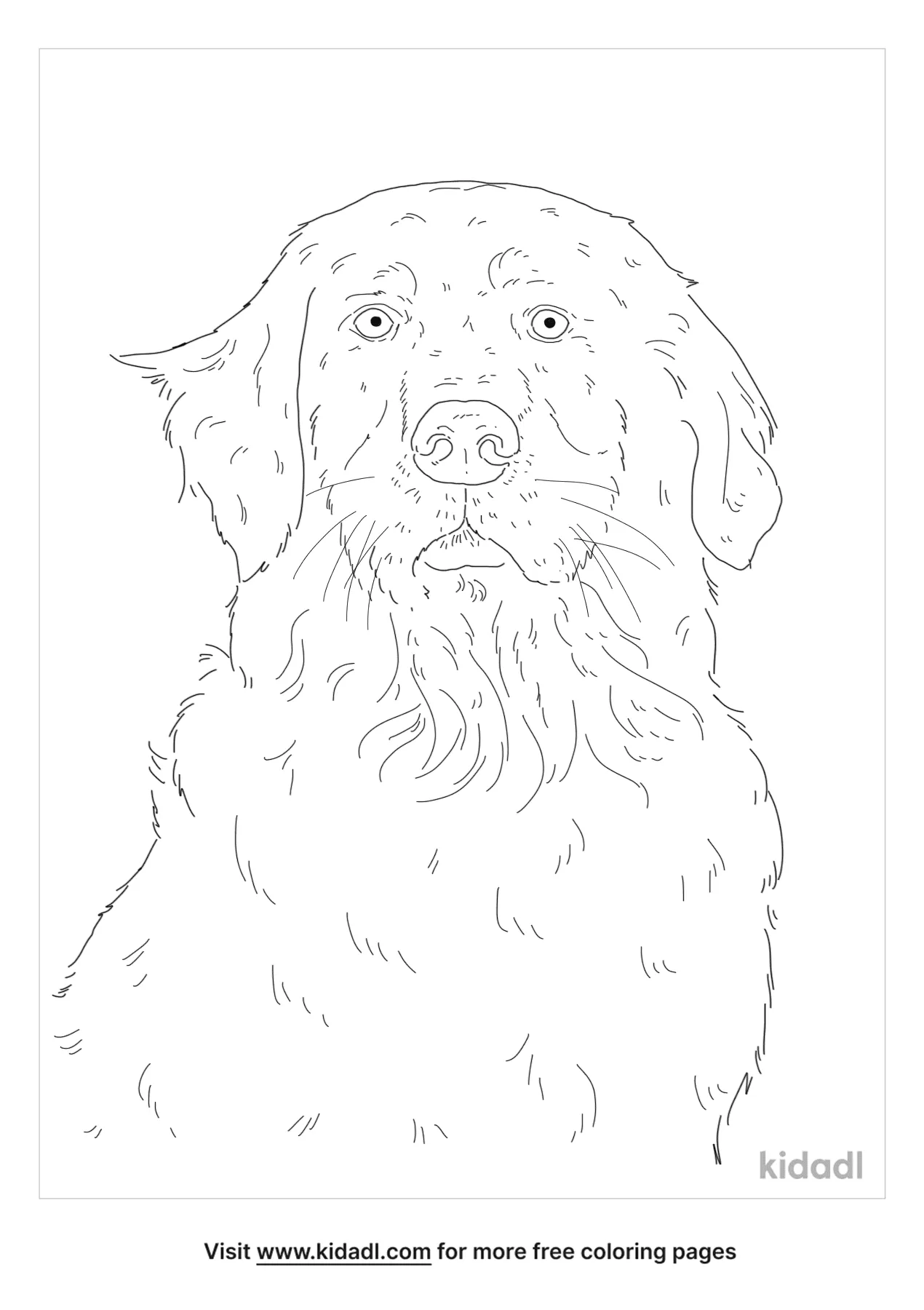 Golden Mountain Dog Coloring Page