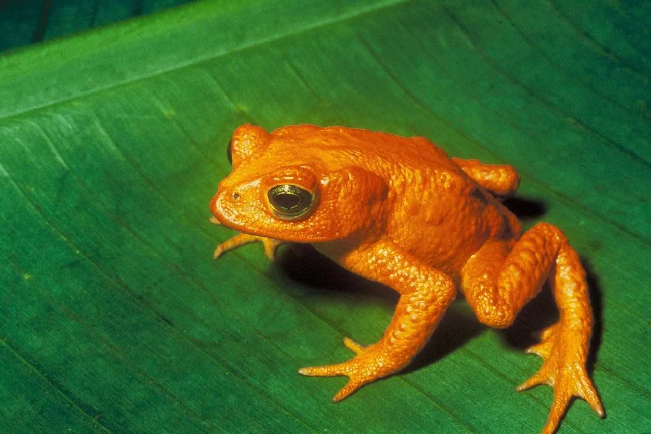 Golden toads are part of the species of true toads.