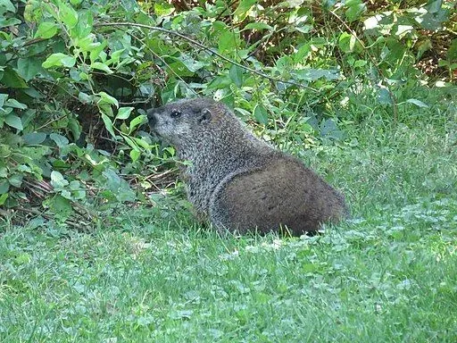 A Gopher has small eyes and loves to eat plants.