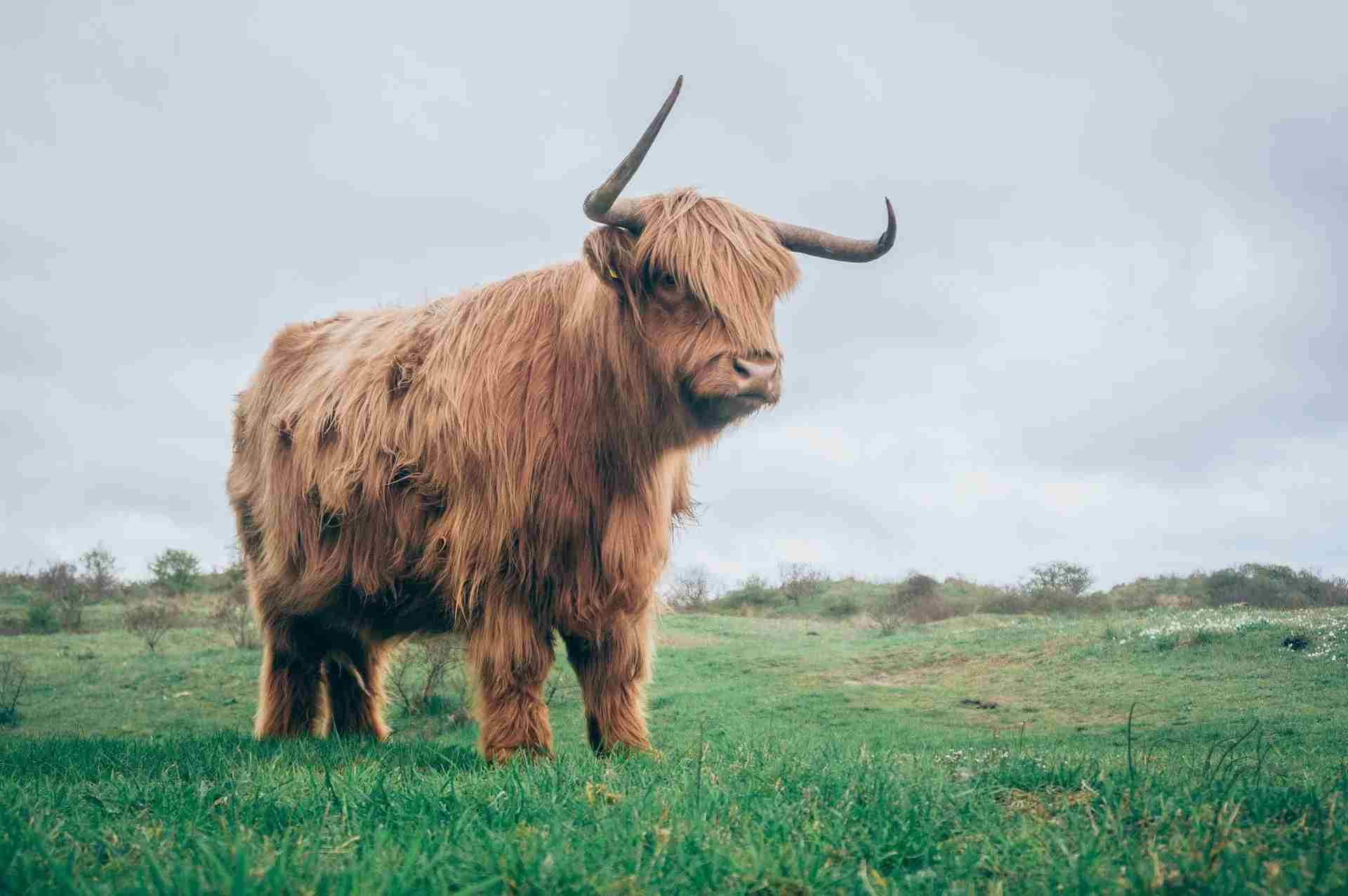 27 Grassland Animals: Biodiversity Facts That You'll Love | Kidadl
