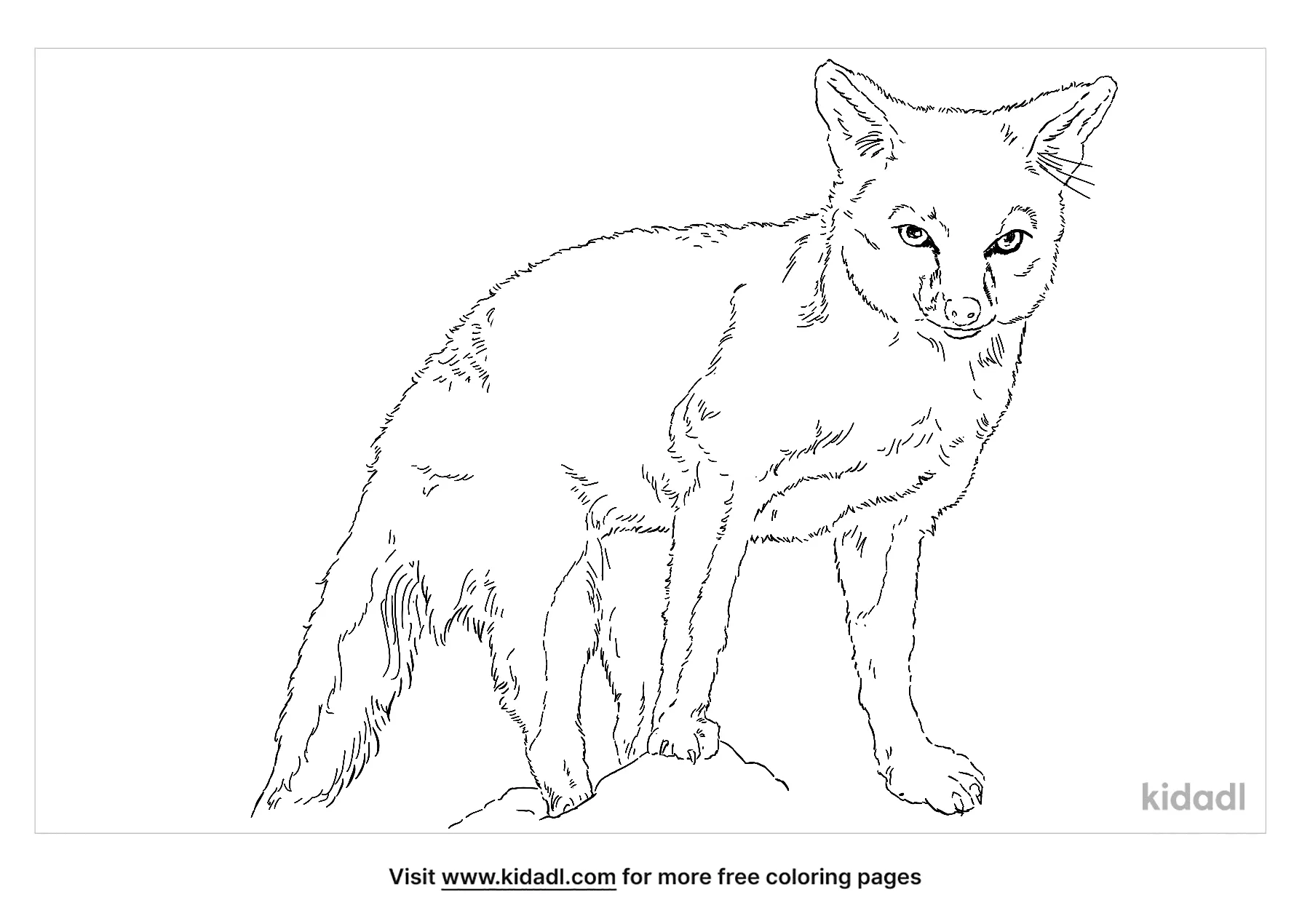 Gray Fox Coloring Page