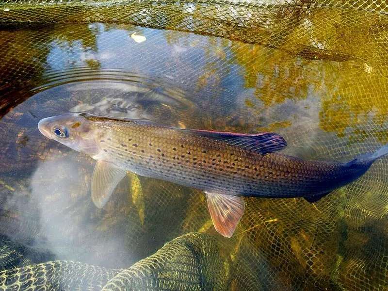 The grayling or Arctic grayling is a fish