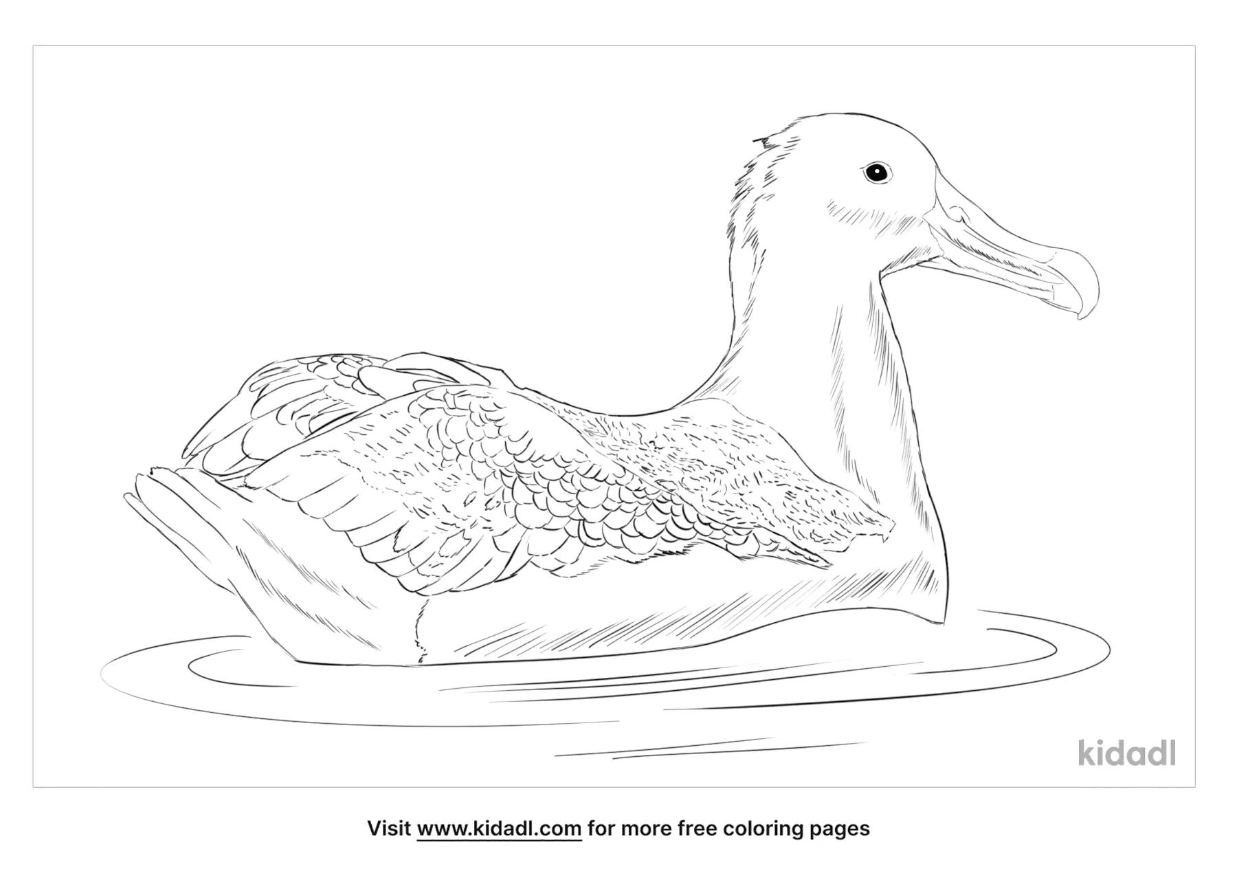Great Albatross Coloring Page   Free Birds Coloring Page   Kidadl