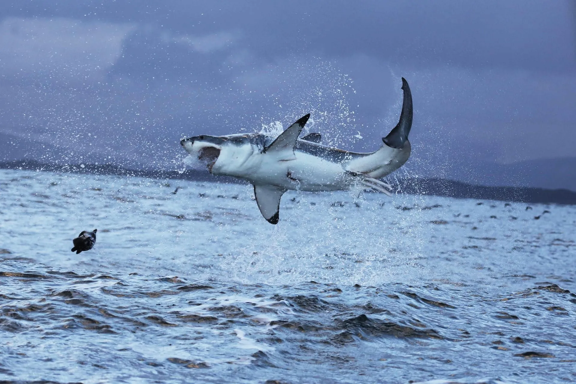 Great white sharks can attack their prey and launch them up to 10 ft (3m) into the air.