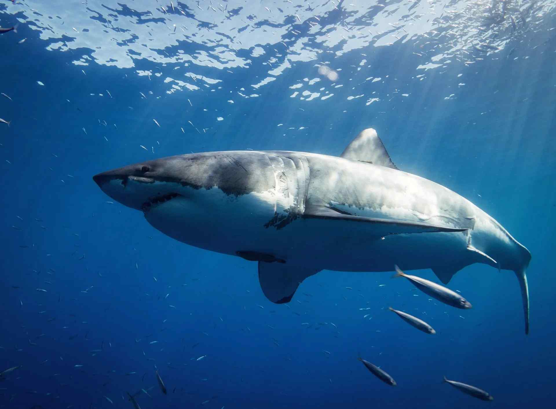 Great White Shark Bite Force? How Deadly Is A Great White's Bite? | Kidadl