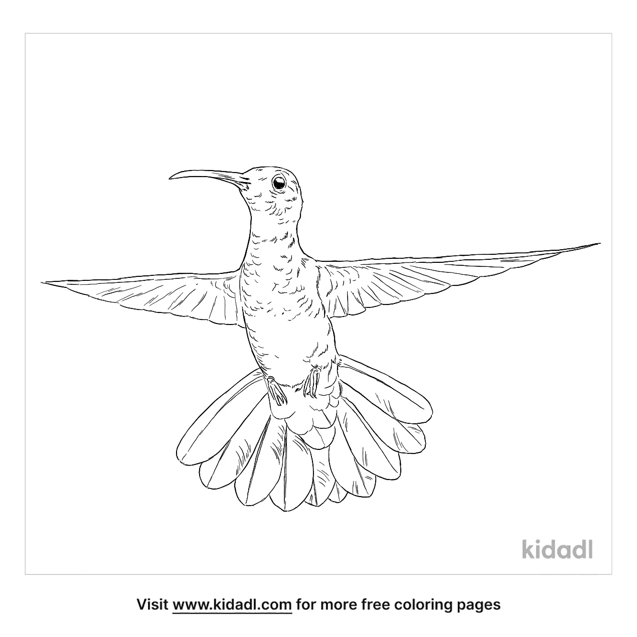 Green Breasted Mango Coloring Page