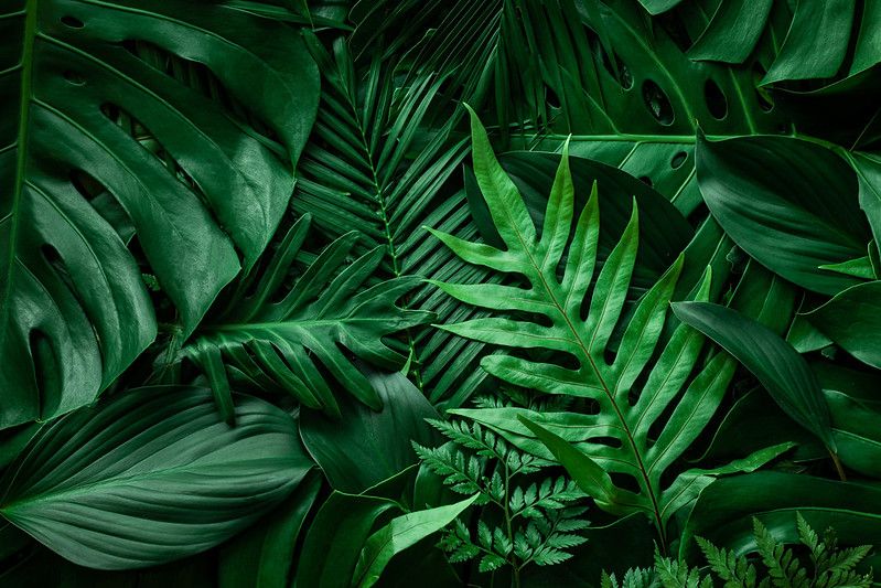 Nature view of tropical green palm leaves.