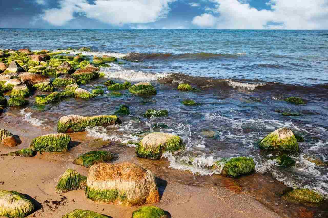 Green spot algae can be removed manually