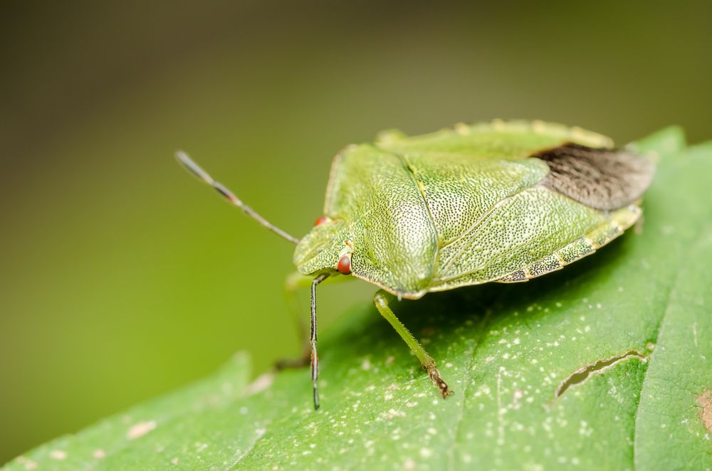 are stink bugs bad for dogs