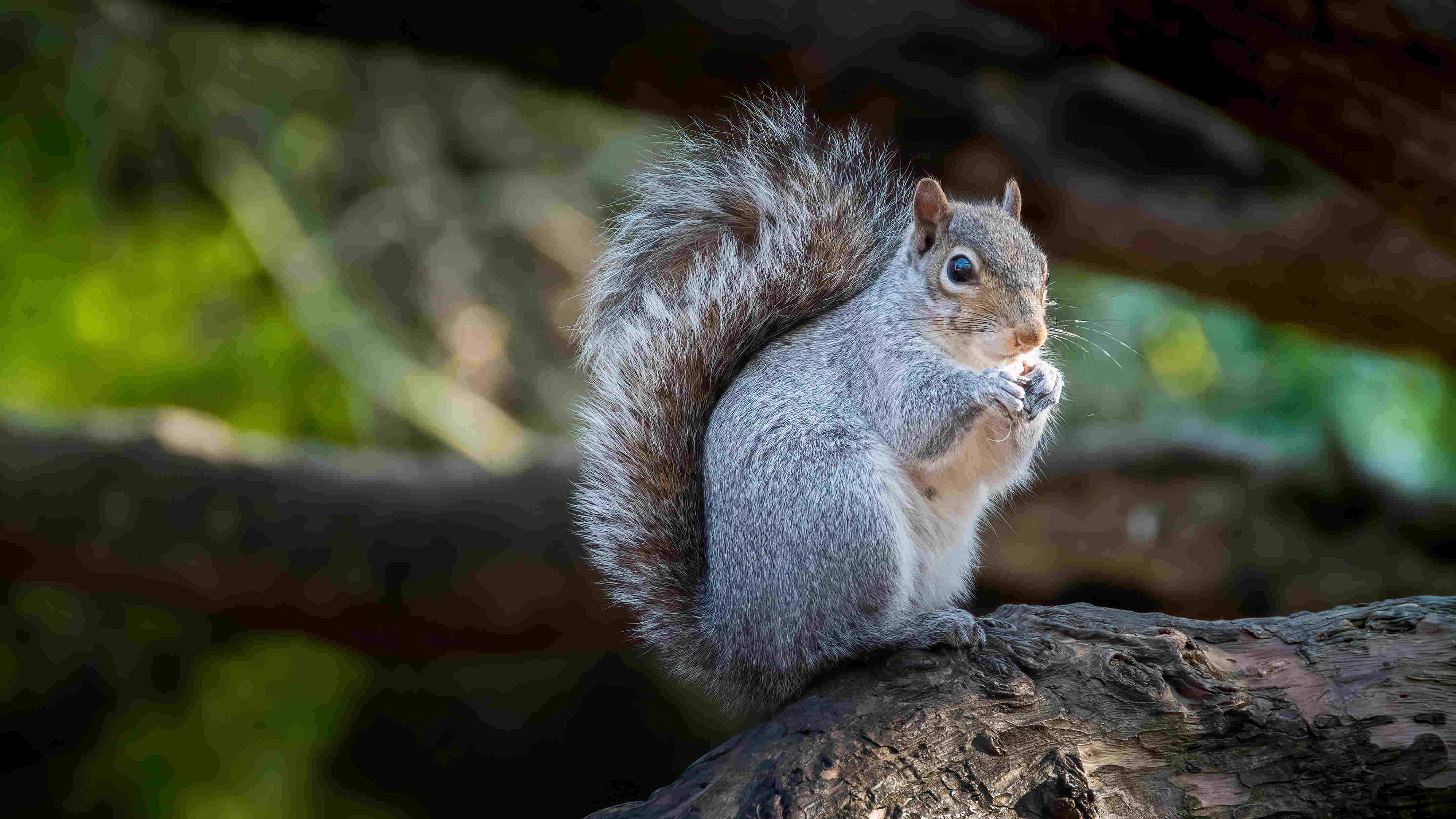 Are Squirrels Nocturnal? Find Out Where They Go At Night | Kidadl