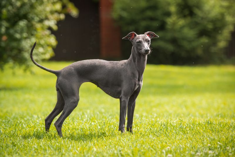 greyhound shedding a lot