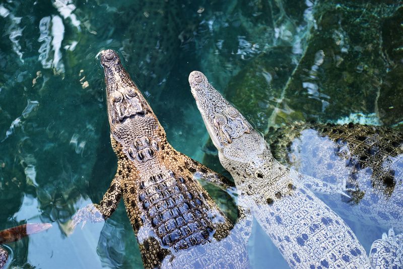  Australian crocodiles in Darwin.