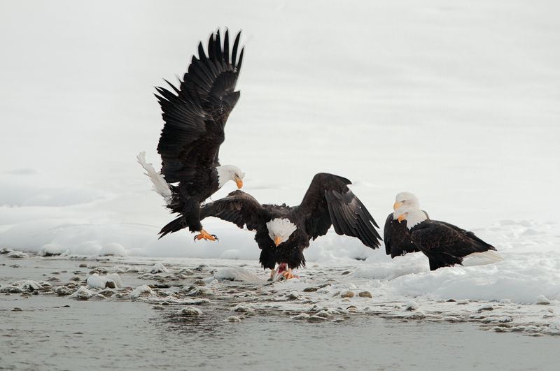 Bald eagles looking for food.