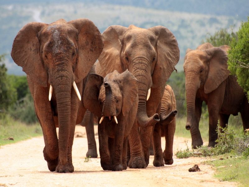 A family herd of elephants walking in summer.