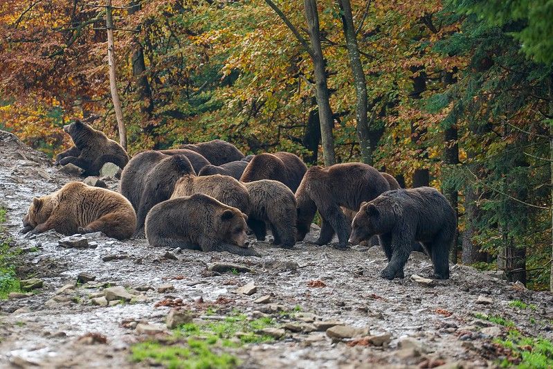 Group of brown bears in the mountains