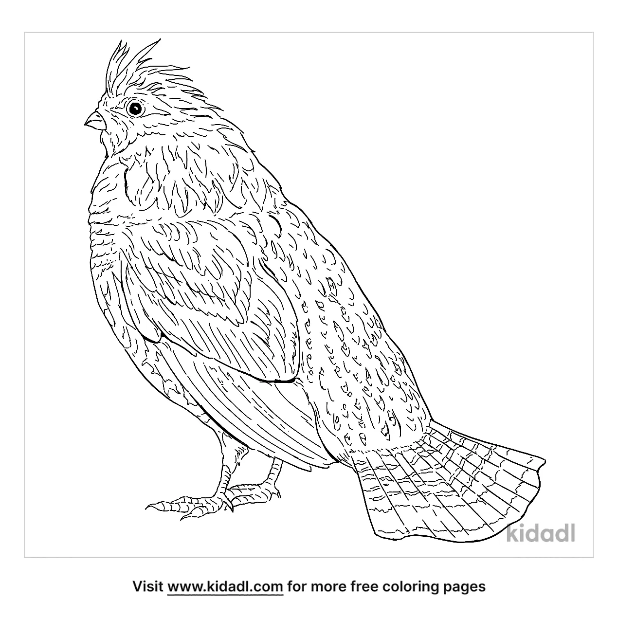 Grouse Coloring Page