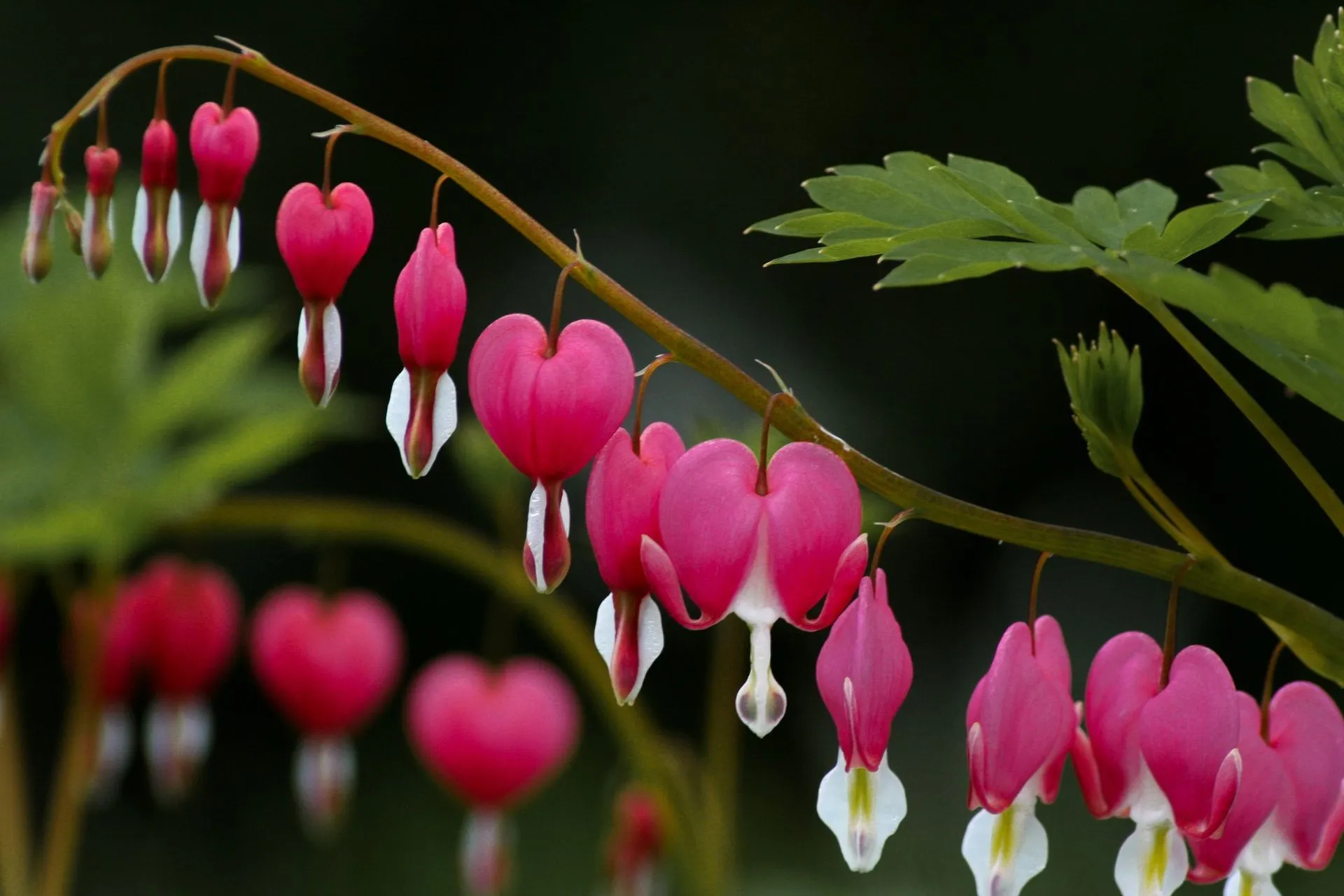 Raceme is the horizontal clusters in which the heart-shaped flowers of bleeding hearts are arranged.