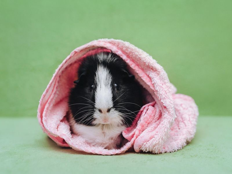 How To Bathe A Guinea Pig? Keep Your Guinea Pig Bath Time A Must! Kidadl