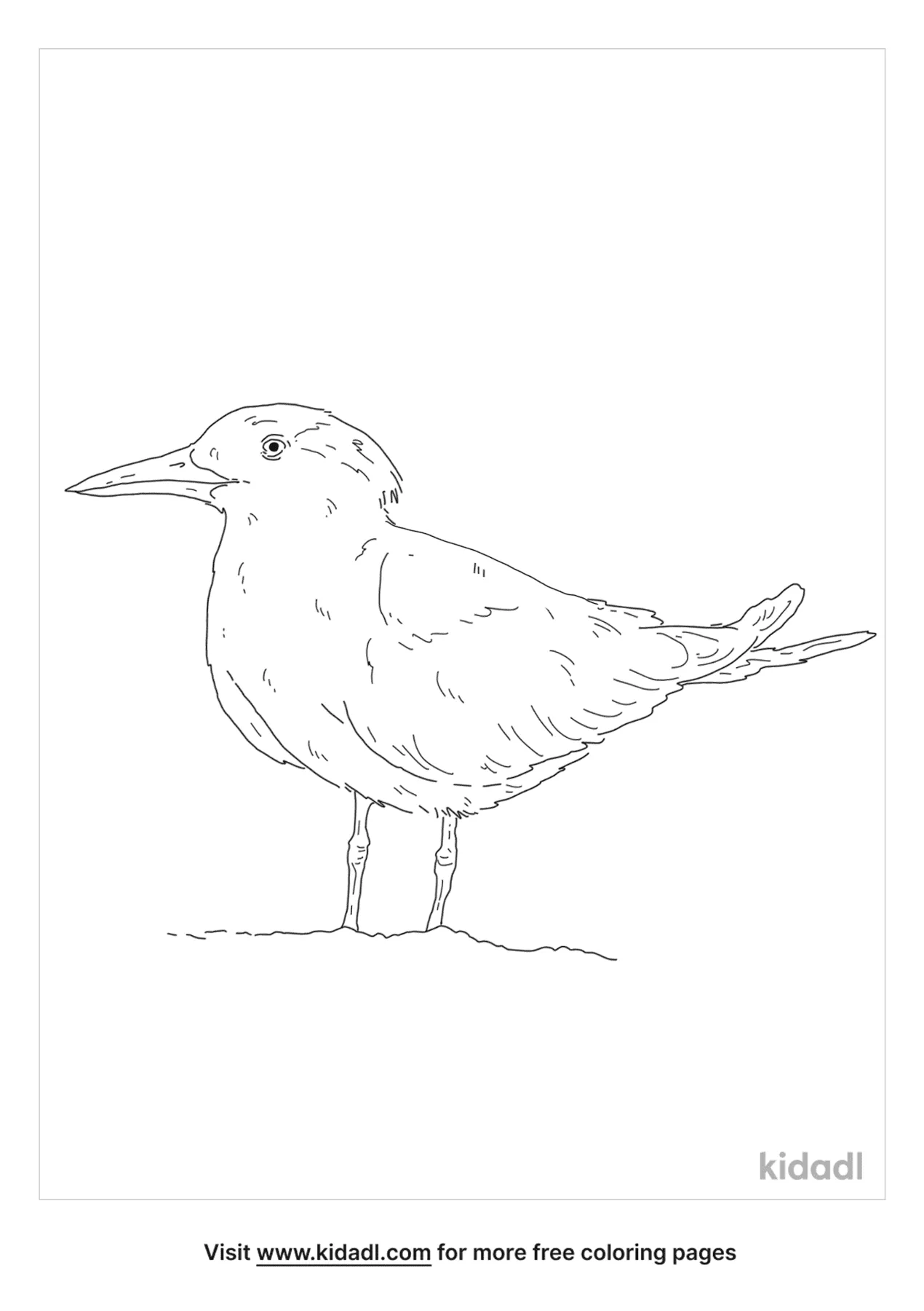 Gull-Billed Tern Coloring Page