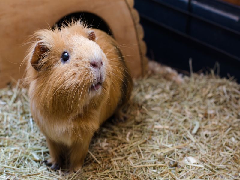 Portrait of cute red guinea pig