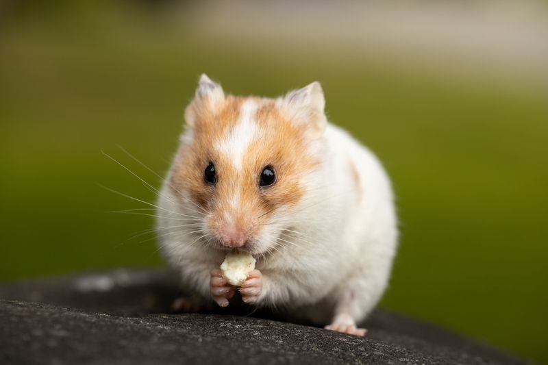 Cute teddy bear hamster outside eating.
