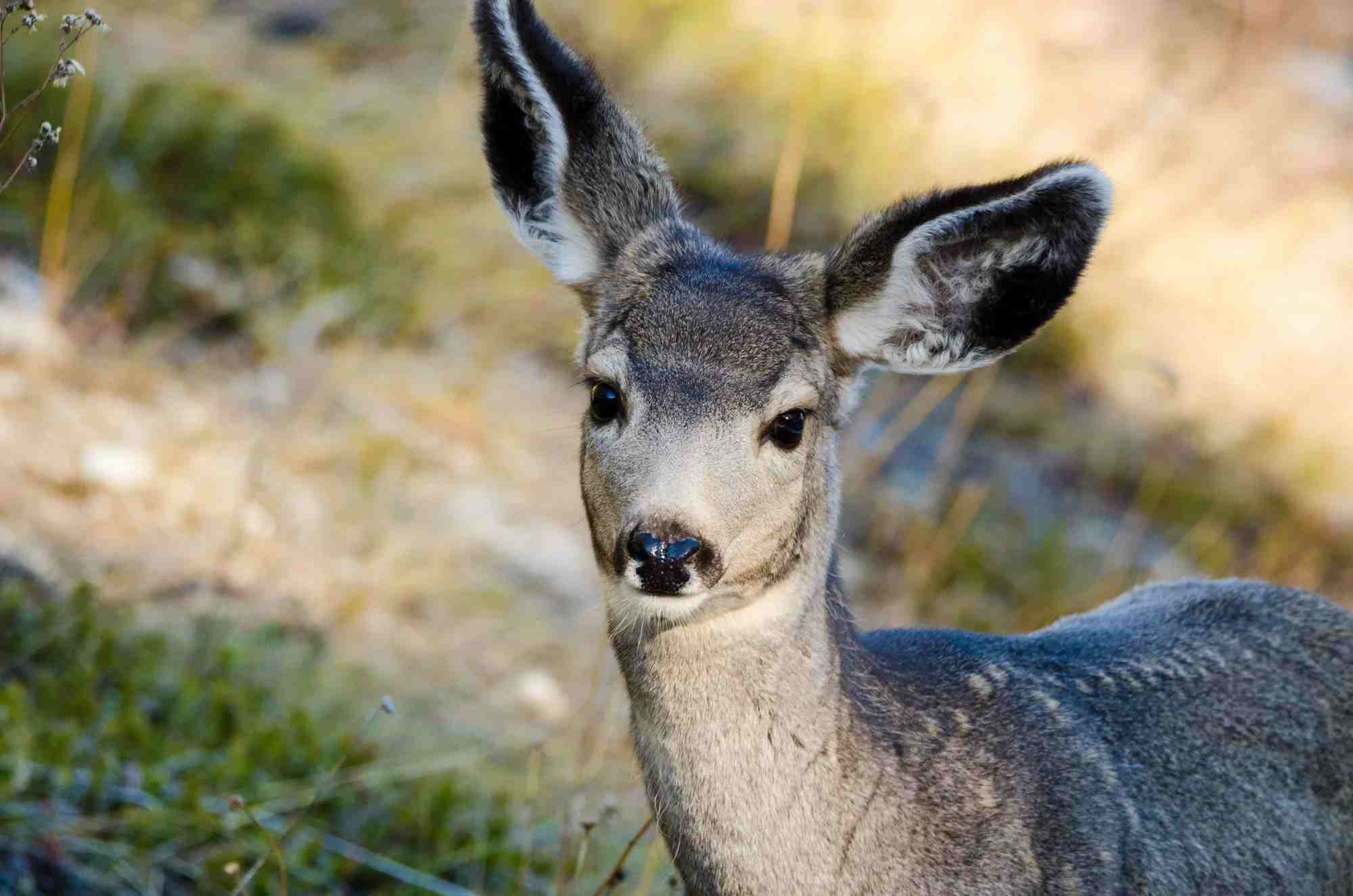 mule deer gestation period