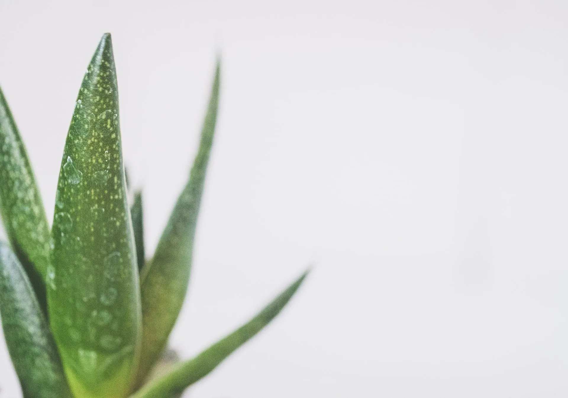 Aloe Vera is a succulent with numerous health benefits.