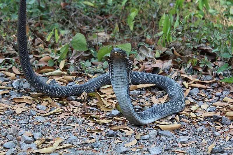 know about appearance of Andaman cobra 