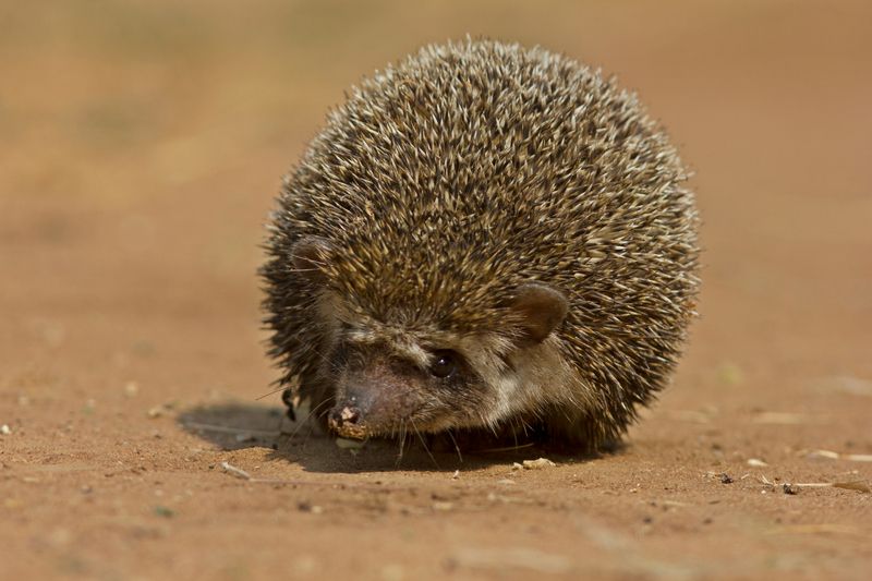 Hedgehog walking.