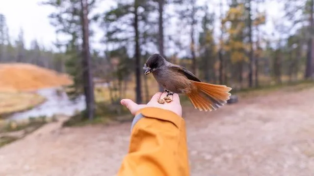 A bird eating food grain off off a person's hand