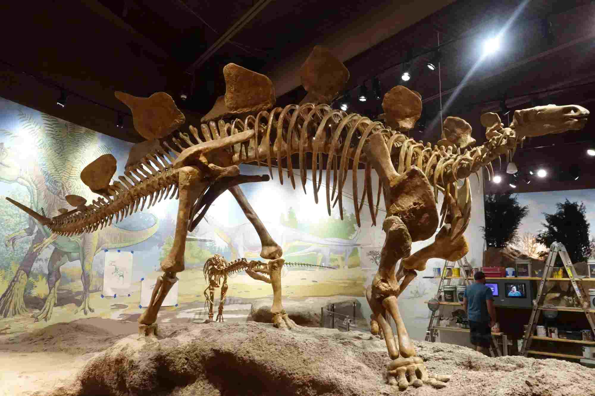 Know about Hesperosaurus habitat and other facts.