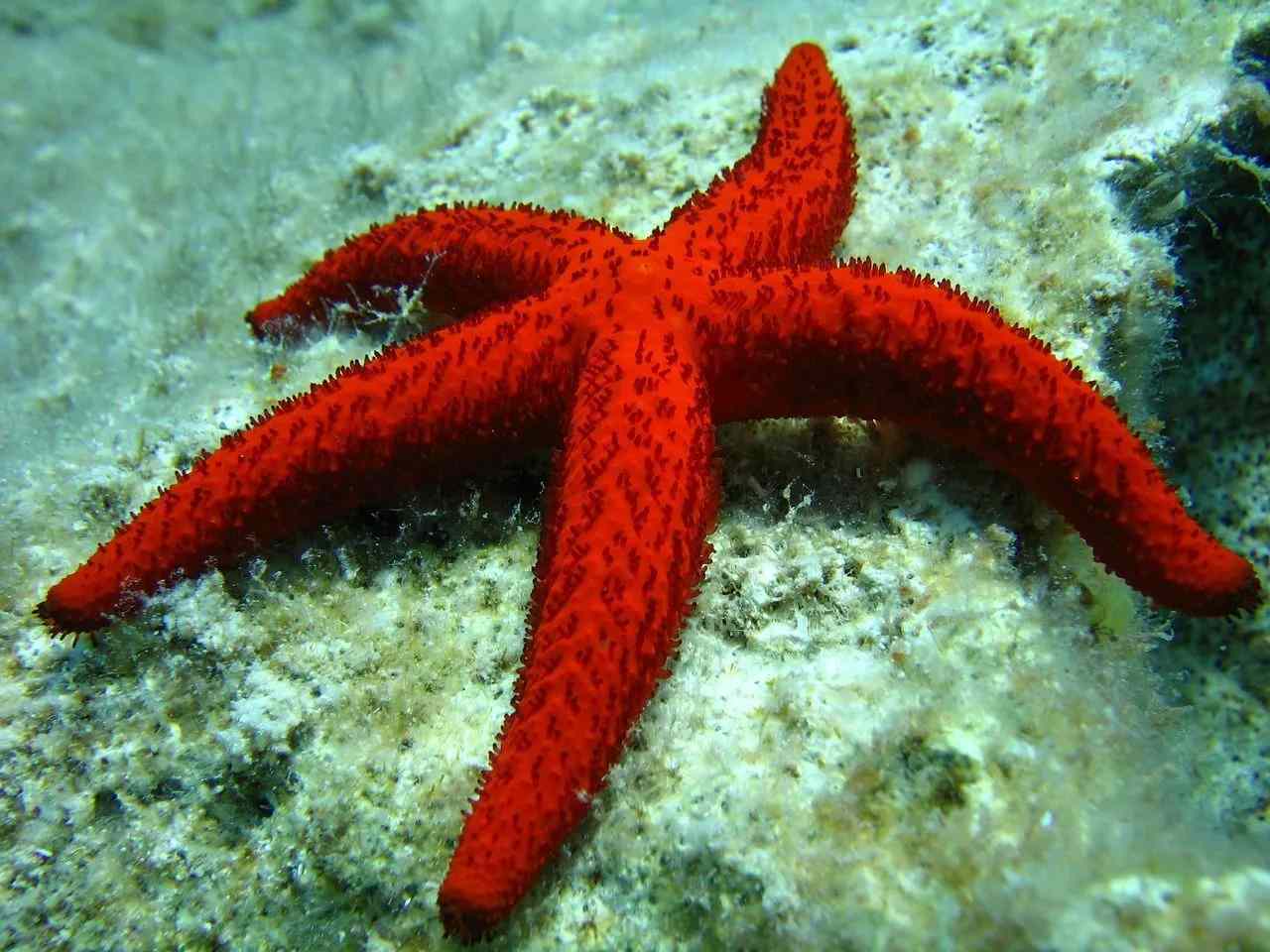 Due to the high number of different species of starfish available