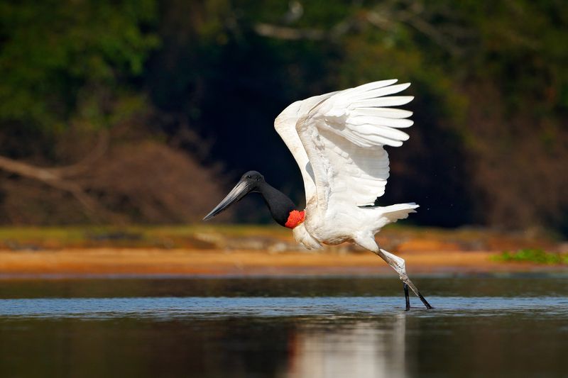 Jabiru stork in flight.