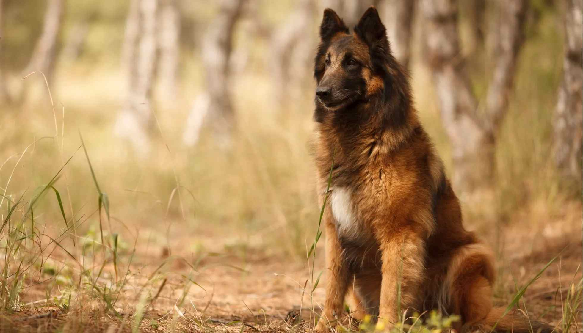 are belgian sheepdogs smart dogs