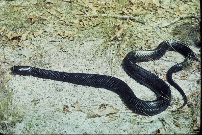 Snake with uniform and smooth dorsal and lateral scales
