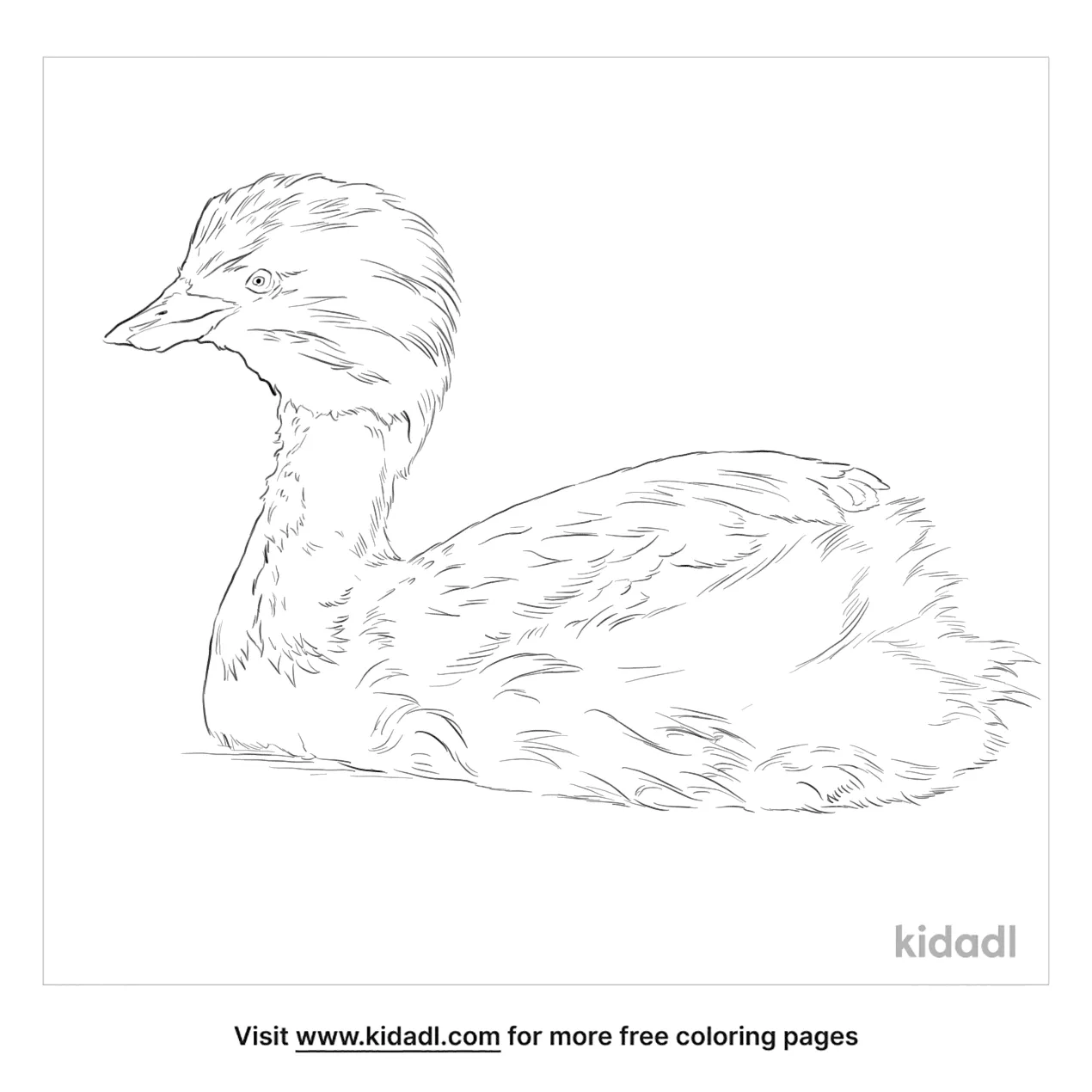 Hoary Headed Grebe Coloring Page