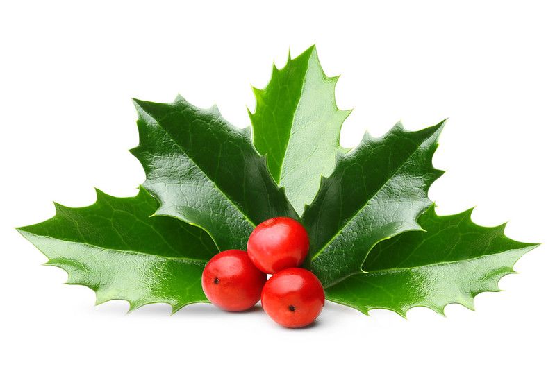 Holly berry leaves for Christmas decoration isolated on white background