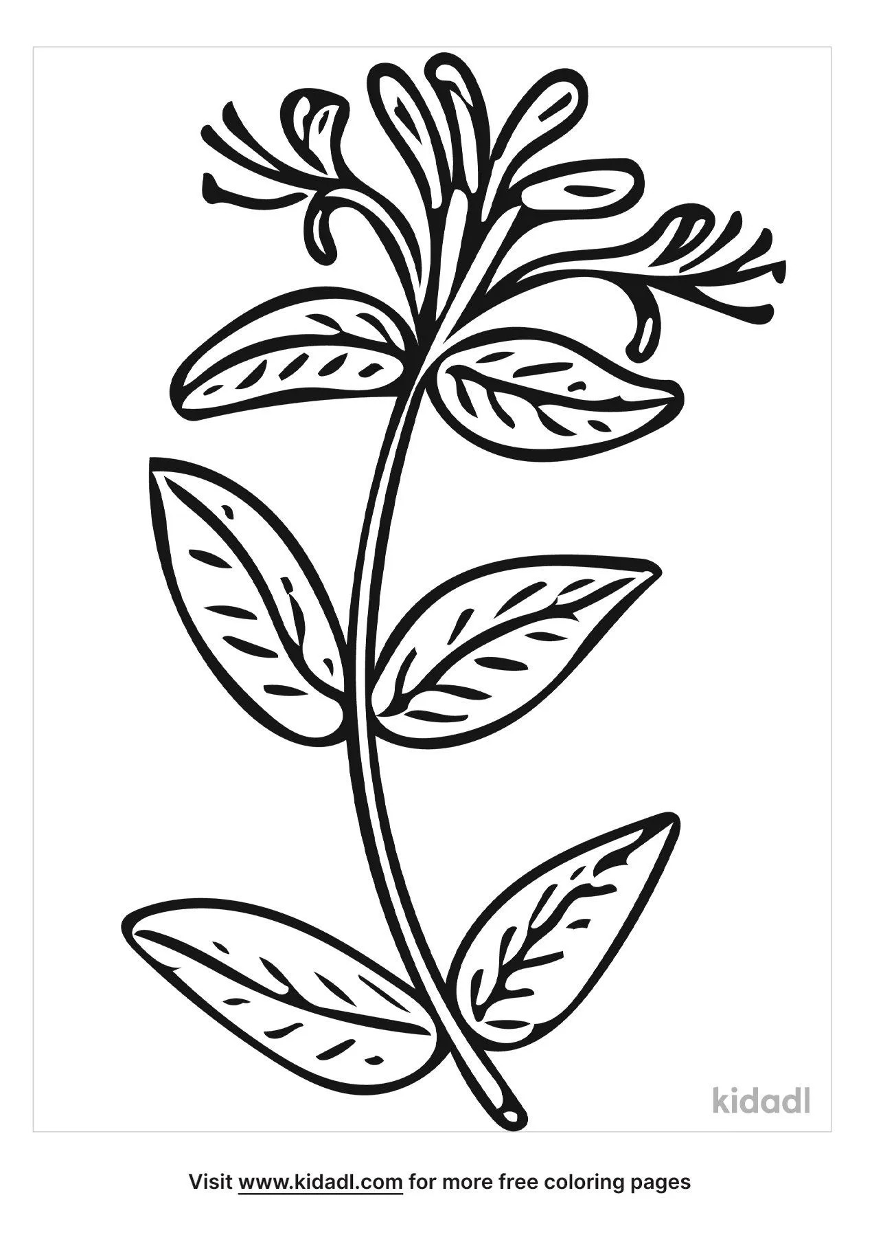 Honeysuckle Rose Coloring Page