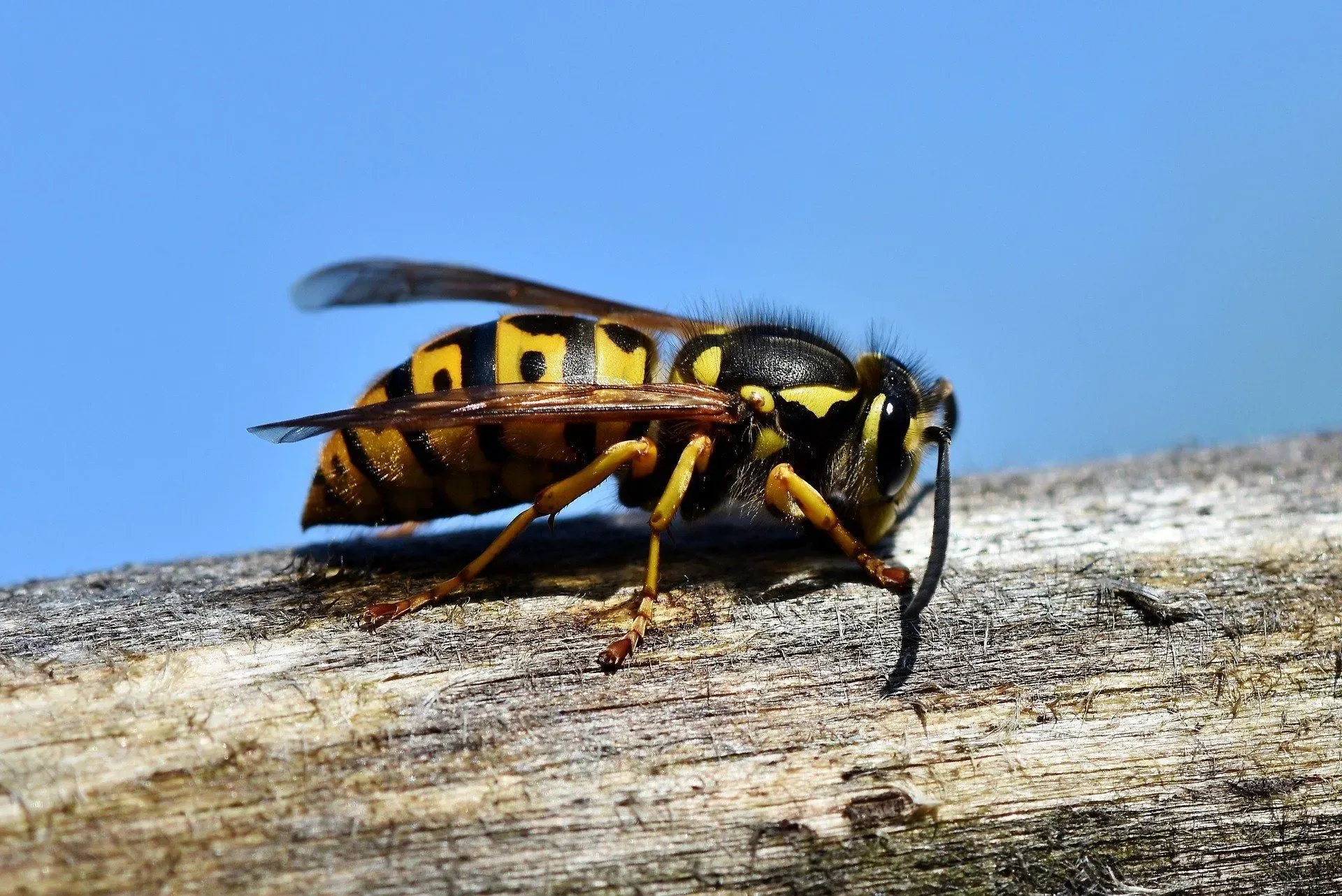 Wasps can sting more than once, yes true. Wasp can repeatedly sting over and over!