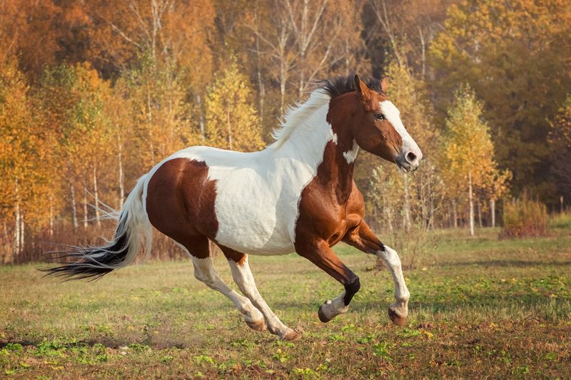 American Paint Horse running.
