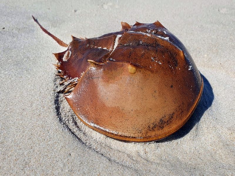 Horseshoe crab shell on a sandy beach.