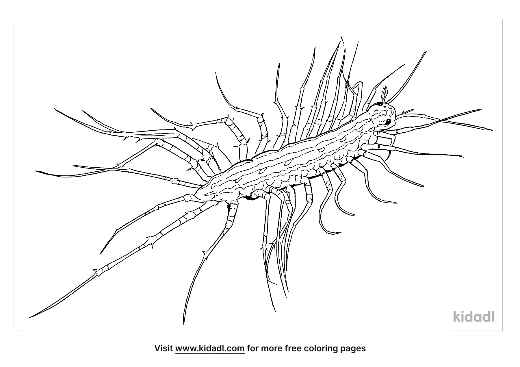 House Centipedes Coloring Page