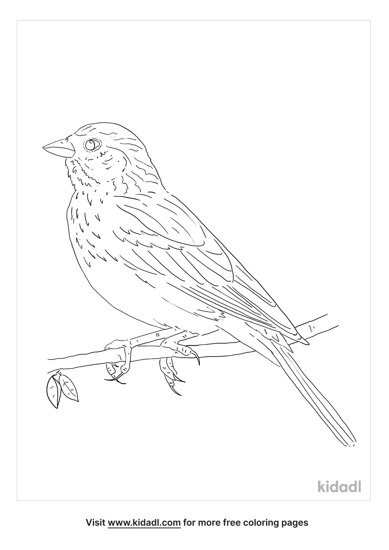 Free House Sparrow Coloring Page | Coloring Page Printables | Kidadl