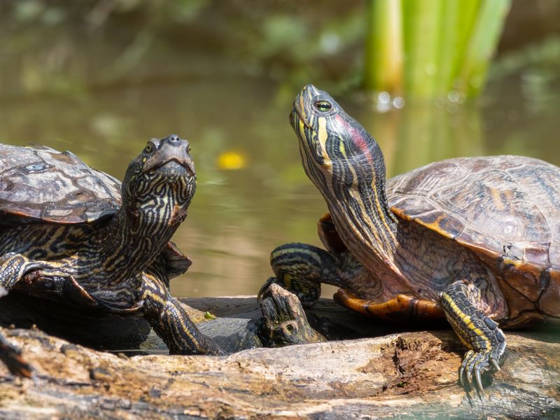Pair of Red-eared Sliders Soaking up the Sun.