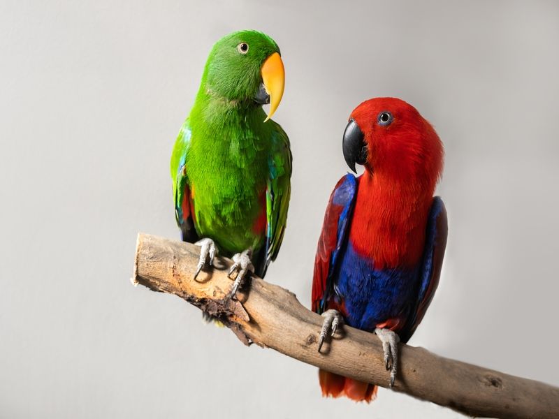 Parrots sitting on a branch.