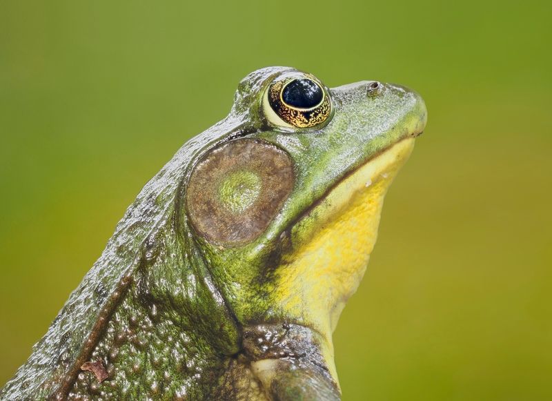 How Do Frogs Breathe? Respiration In Amphibians Explained | Kidadl