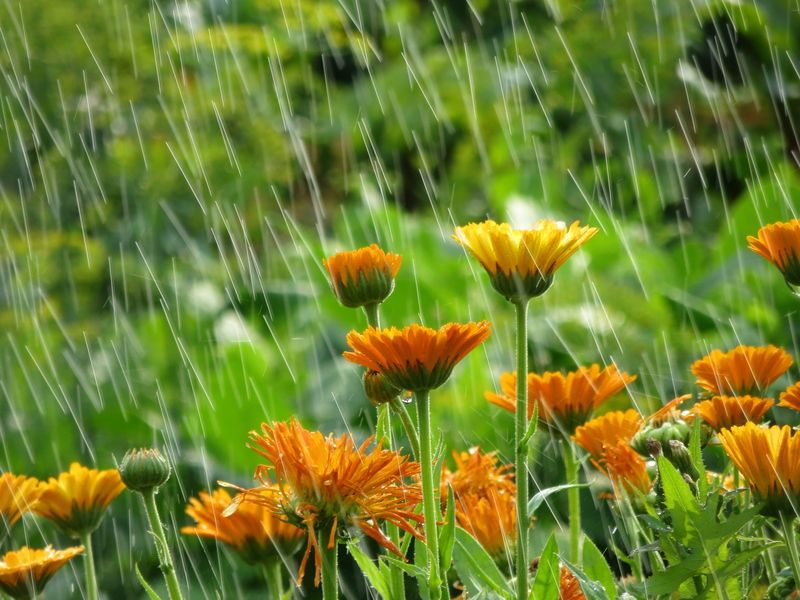 Garden flowers in rain.