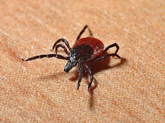 read about how high can ticks jump